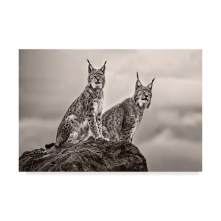 Xavier Ortega 'Two Lynx On Rock' Canvas Art,16x24